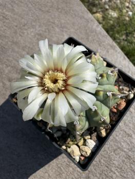 Gymnocalycium vatteri